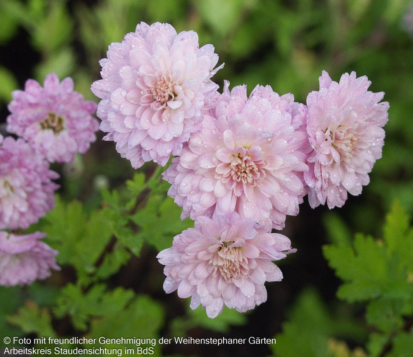 Winteraster 'Romantica' (Chrysanthemum x hort.)