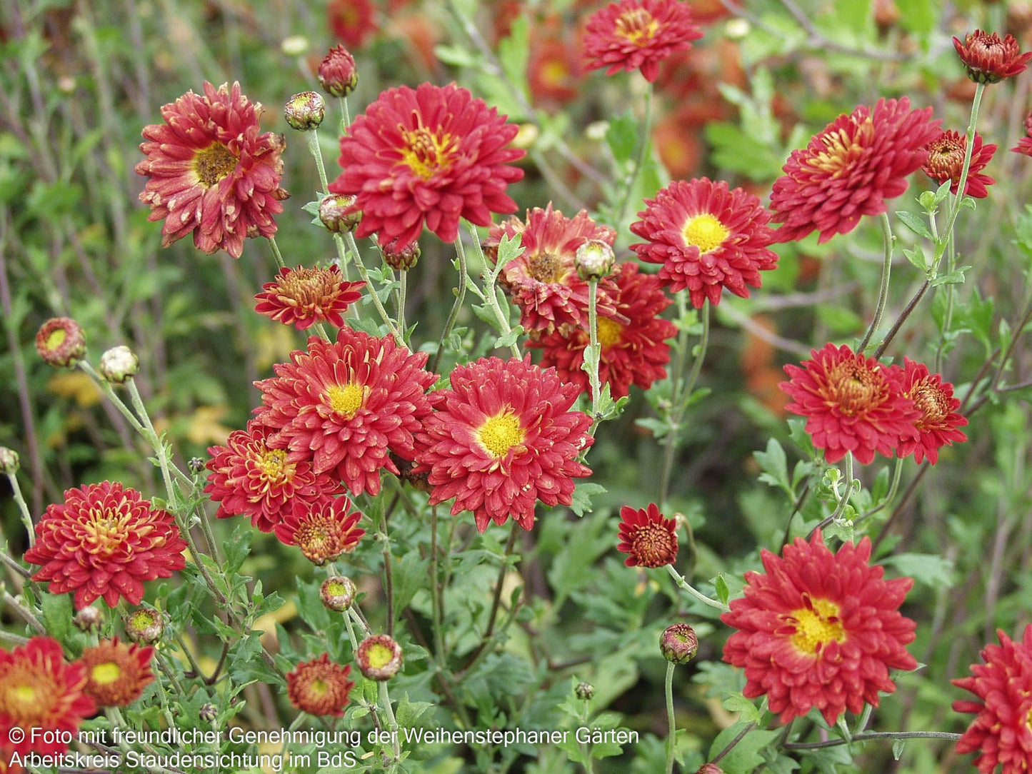 Winteraster 'Rumpelstilzchen' (Chrysanthemum x hort.)