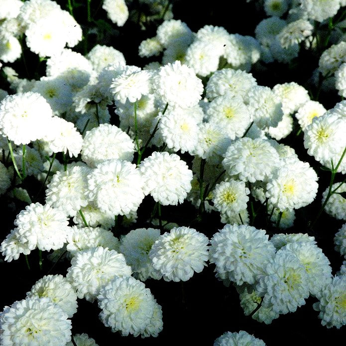 Winteraster 'White Bouquet' (Chrysanthemum x hort.)