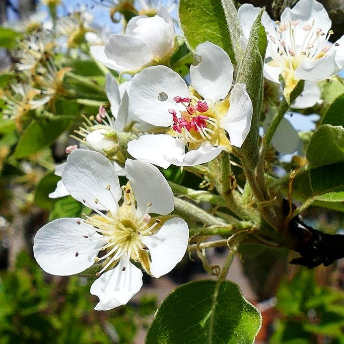 Winterbirne 'Novembra' (Pyrus com.)