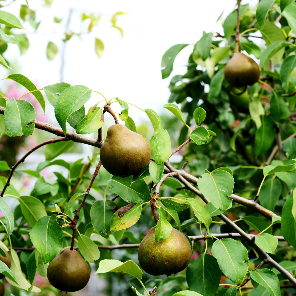 Winterbirne 'Uta' (Pyrus com.)