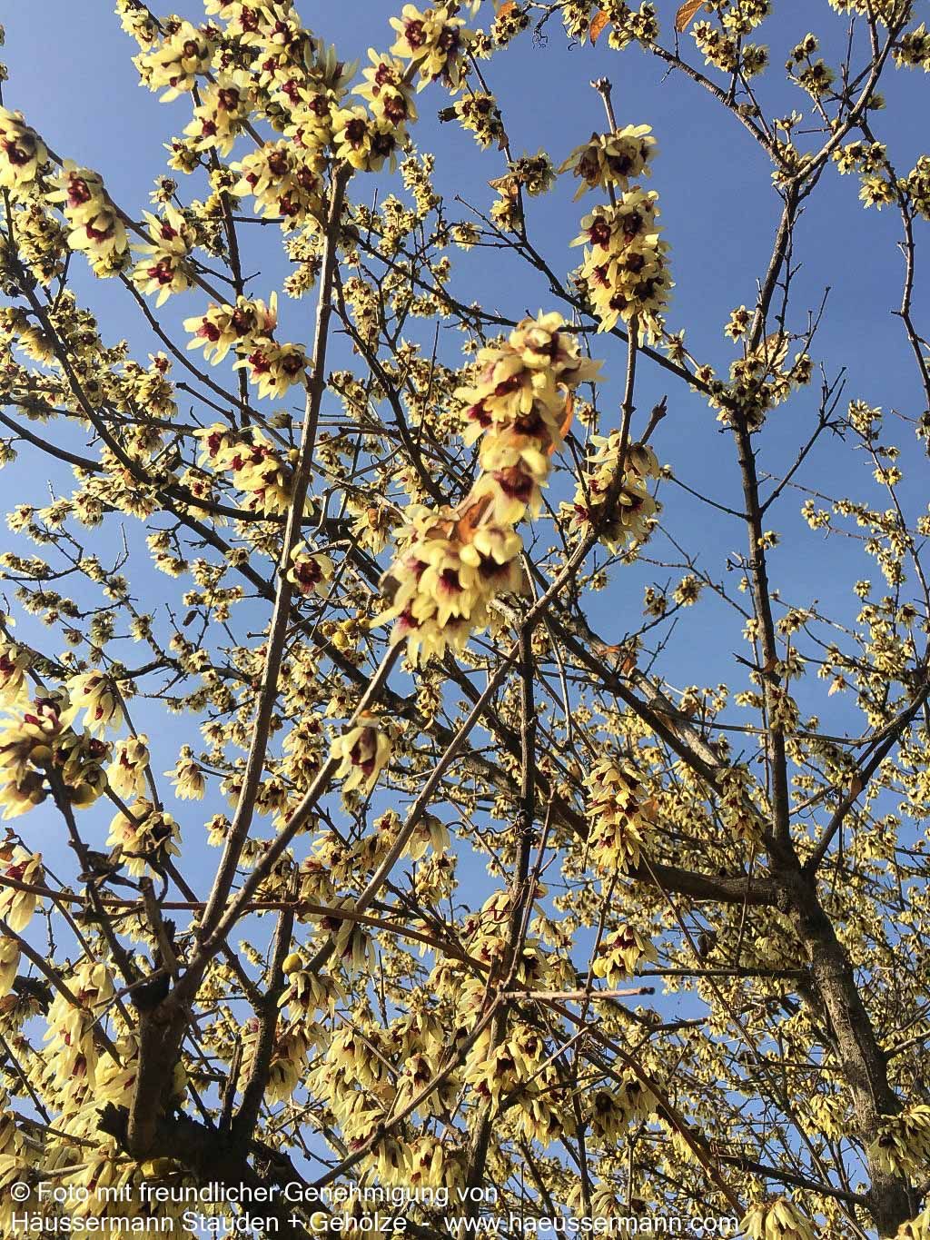 Winterblüte (Chimonanthus praecox)