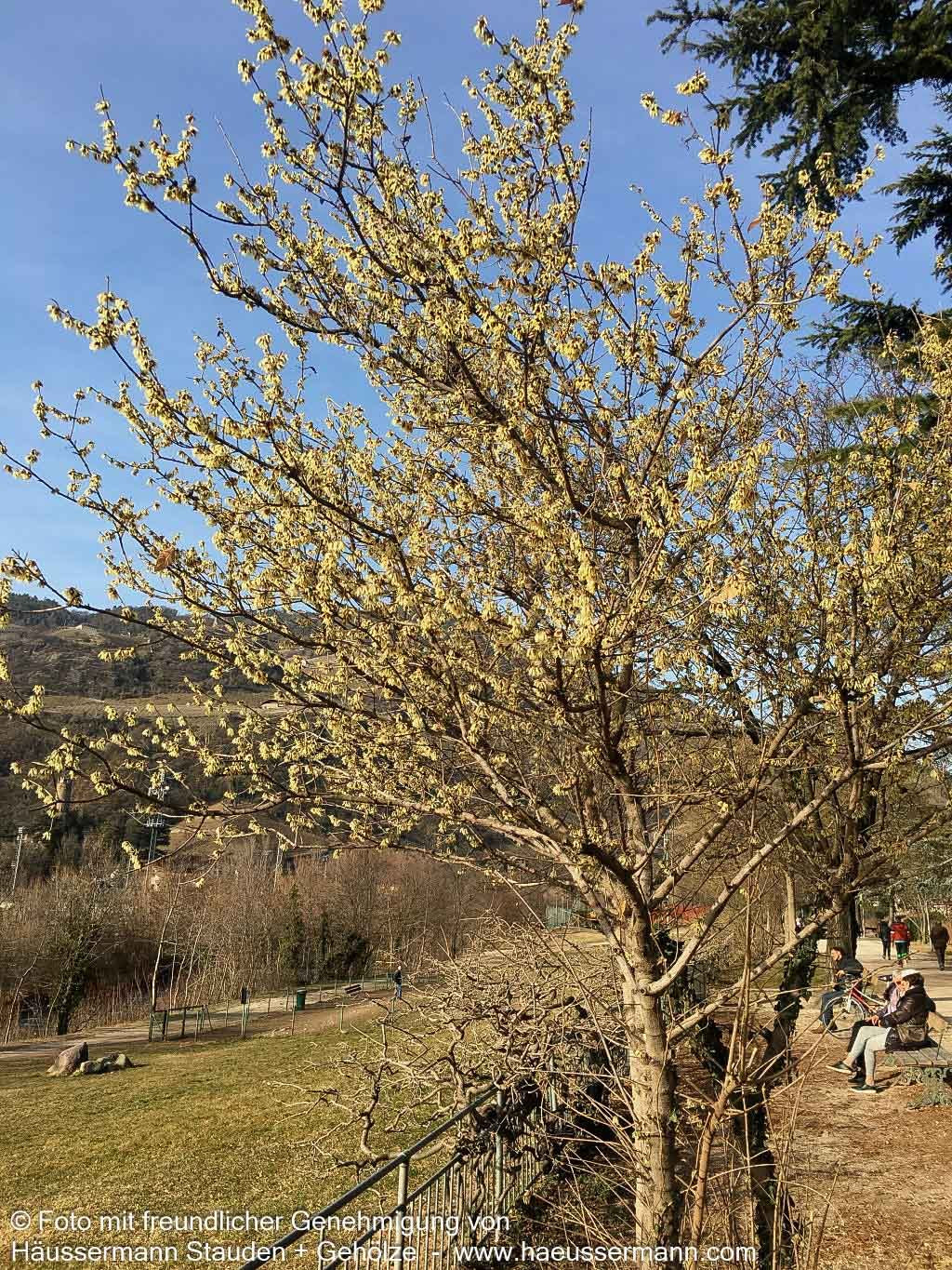 Winterblüte (Chimonanthus praecox)