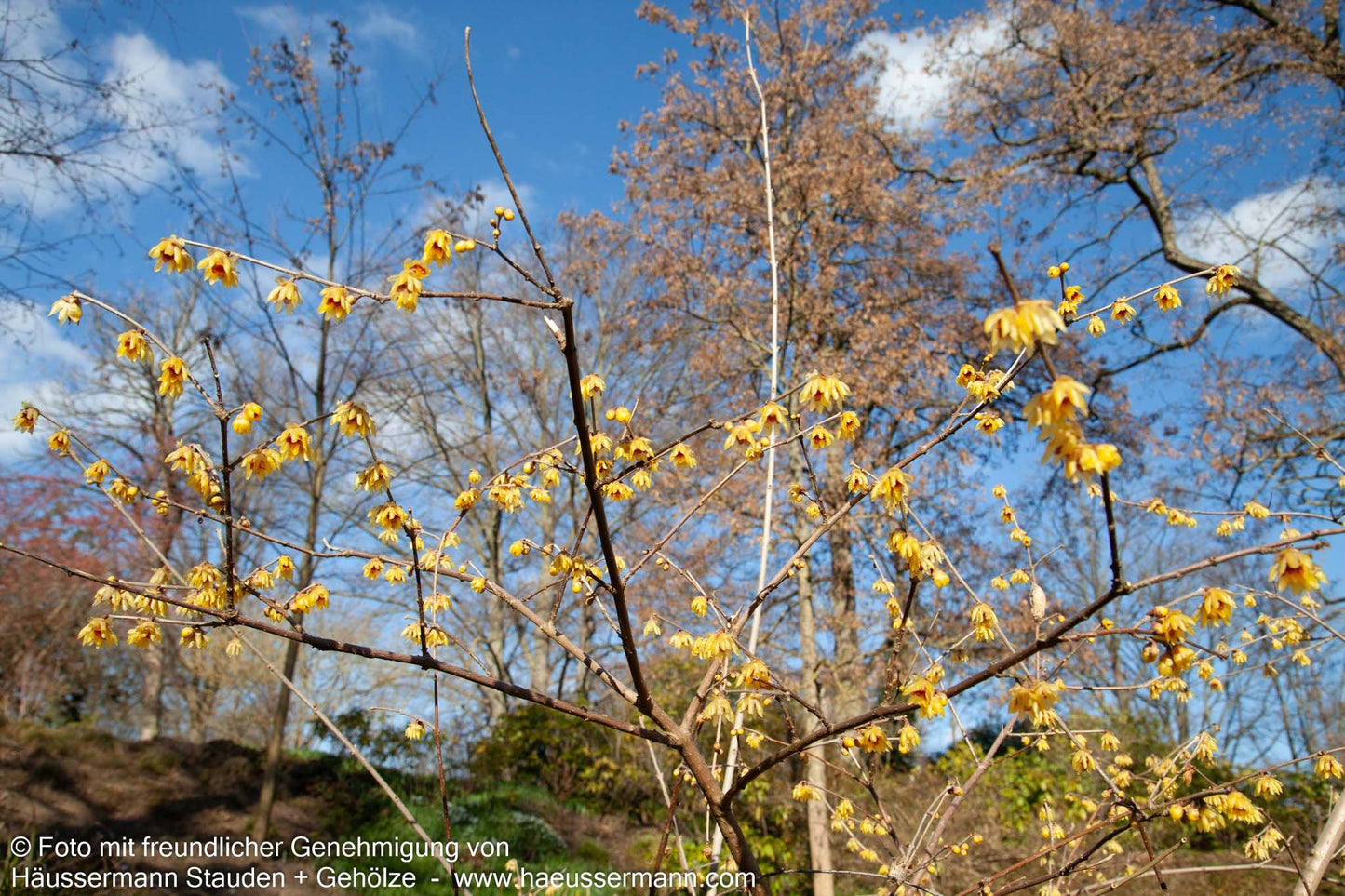 Winterblüte (Chimonanthus praecox)