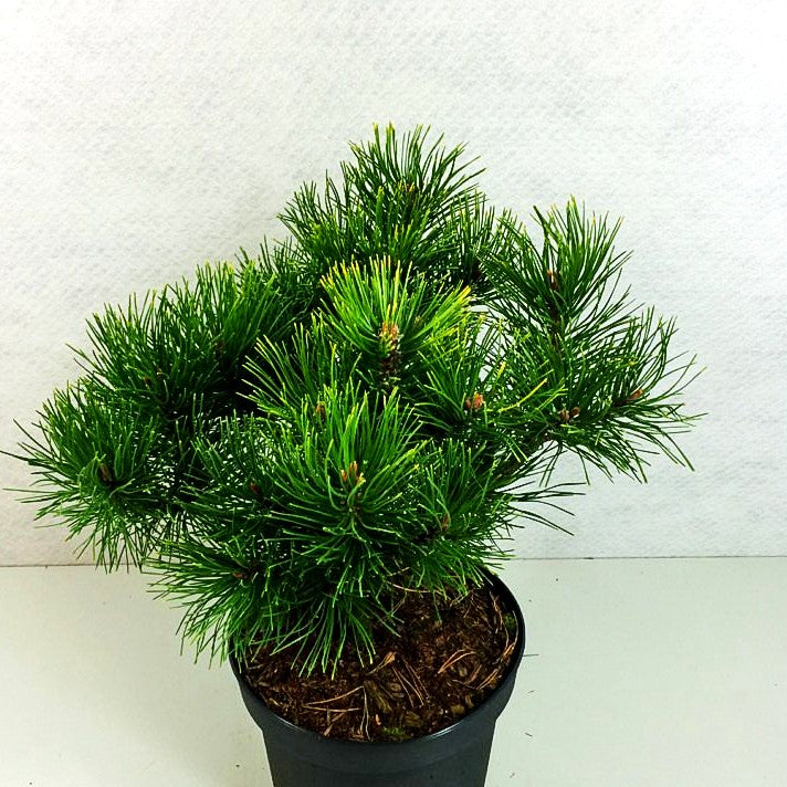 Wintergelbe Berg-Kiefer 'Golden Glow' (Pinus mugo)