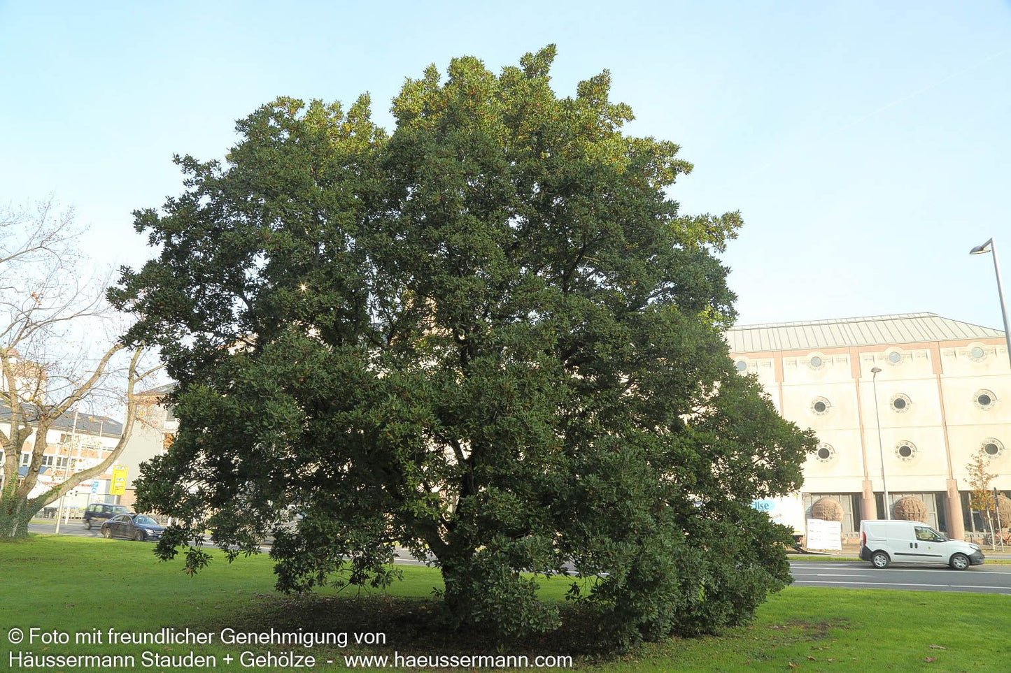 Wintergrüne Eiche 'Pseudoturneri' (Quercus turneri)