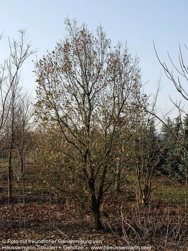 Wintergrüne Eiche 'Pseudoturneri' (Quercus turneri)