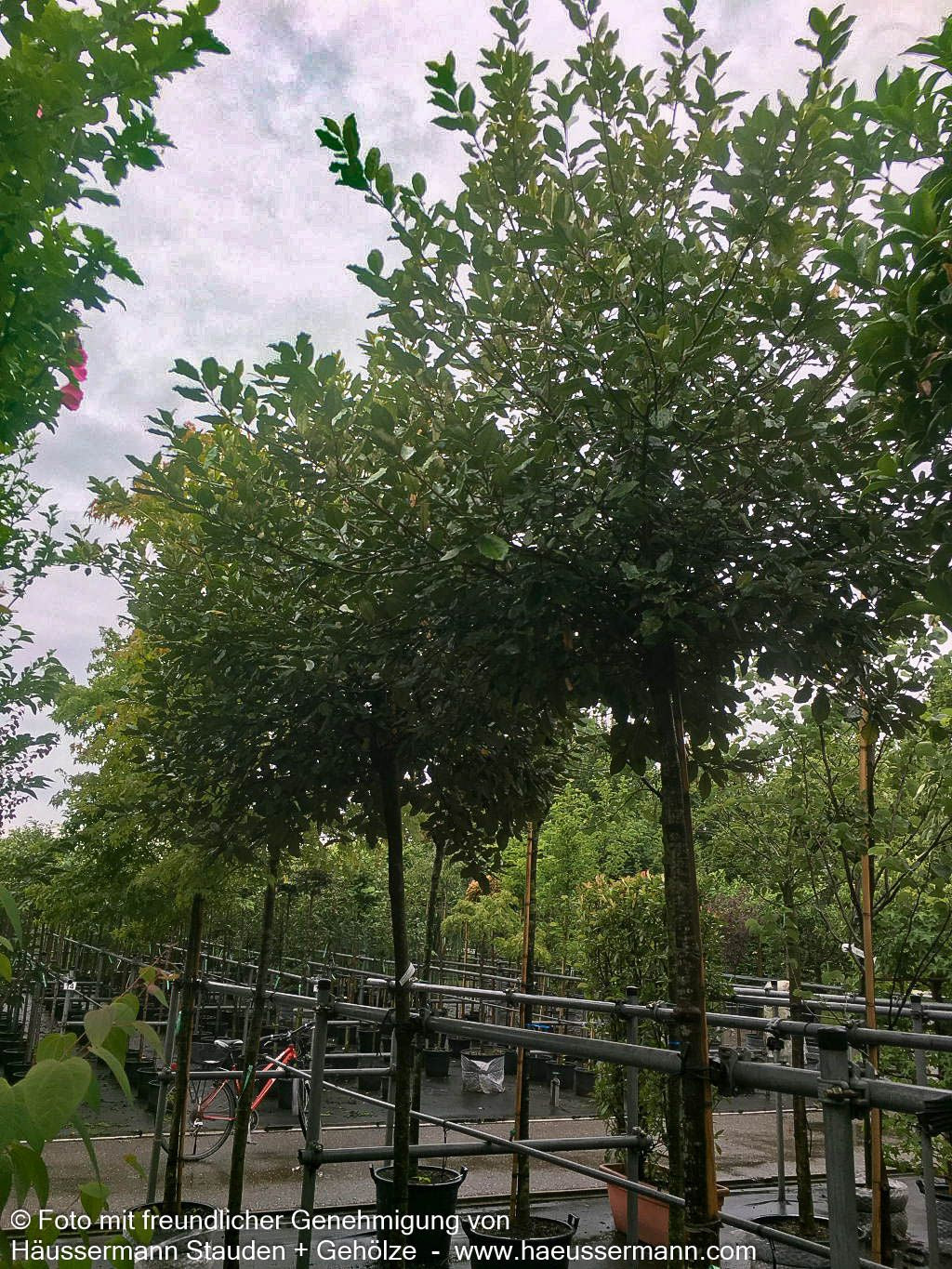 Wintergrüne Ölweide (Elaeagnus x ebbingei)