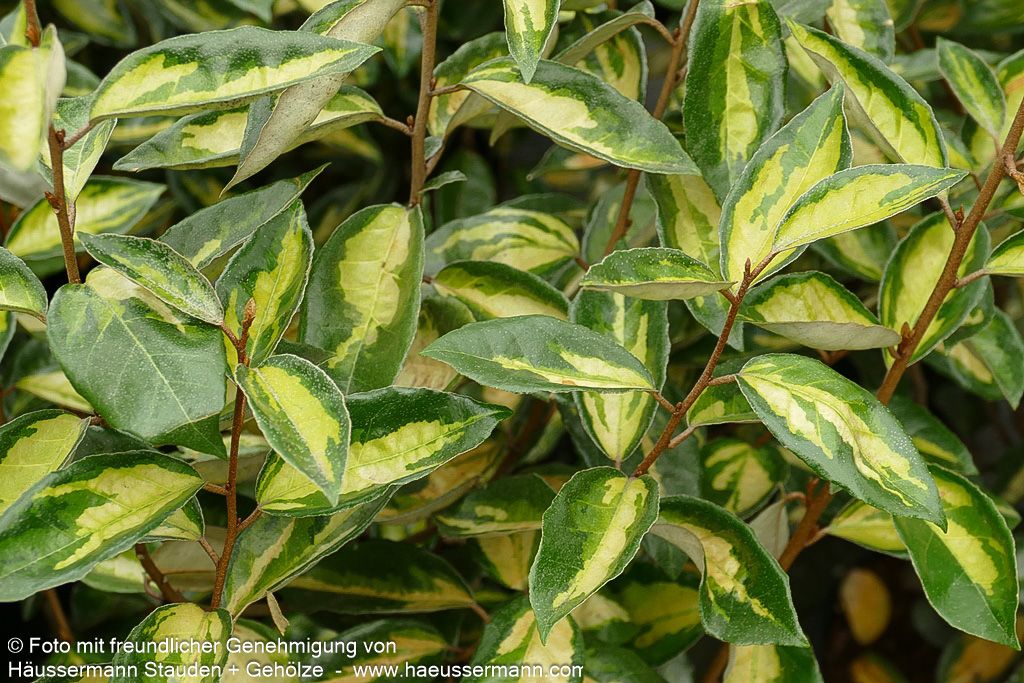 Wintergrüne Ölweide 'Limelight' (Elaeagnus x ebbingei)