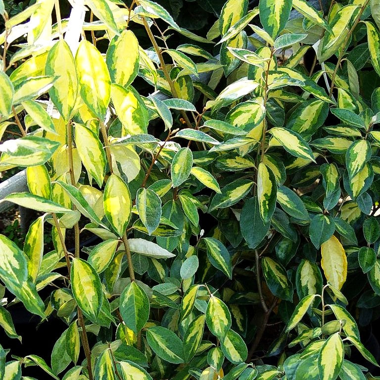 Wintergrüne Ölweide 'Limelight' (Elaeagnus x ebbingei)