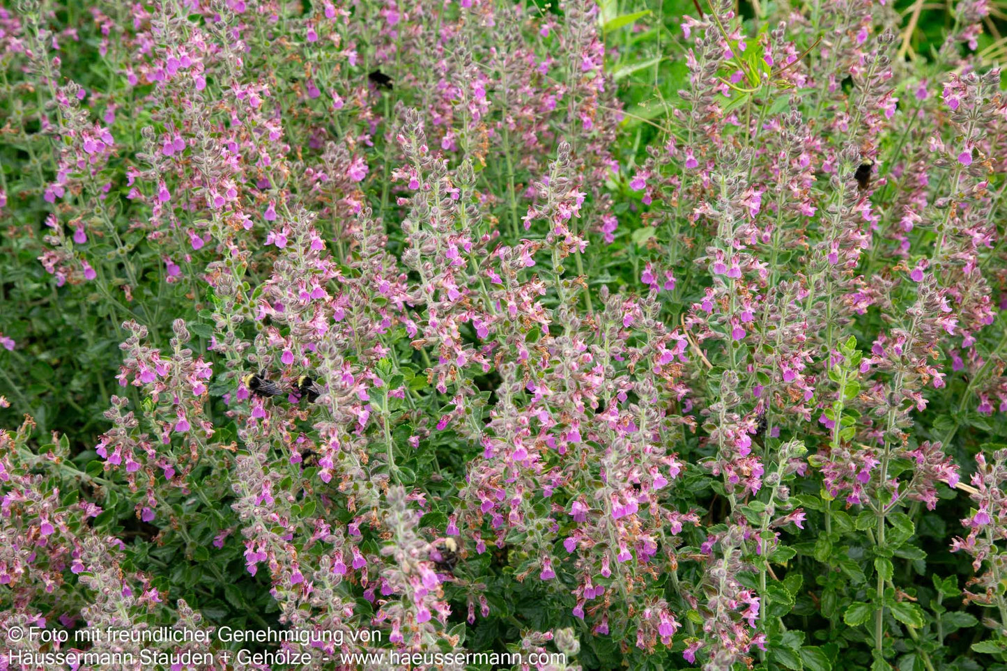 Wintergrüner Gamander (Teucrium x lucidrys)