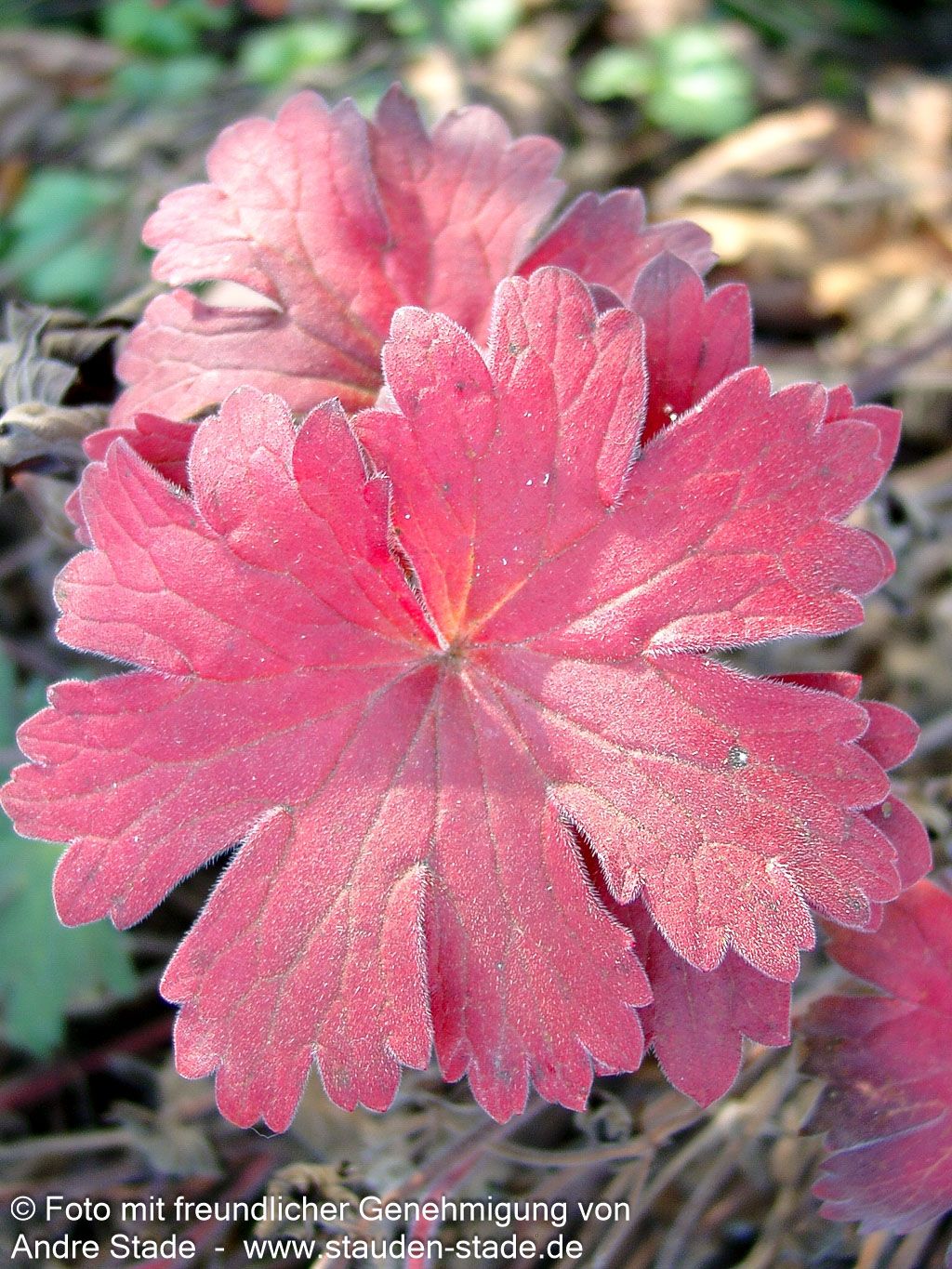 Wlassovs Storchschnabel (Geranium wlassovianum)