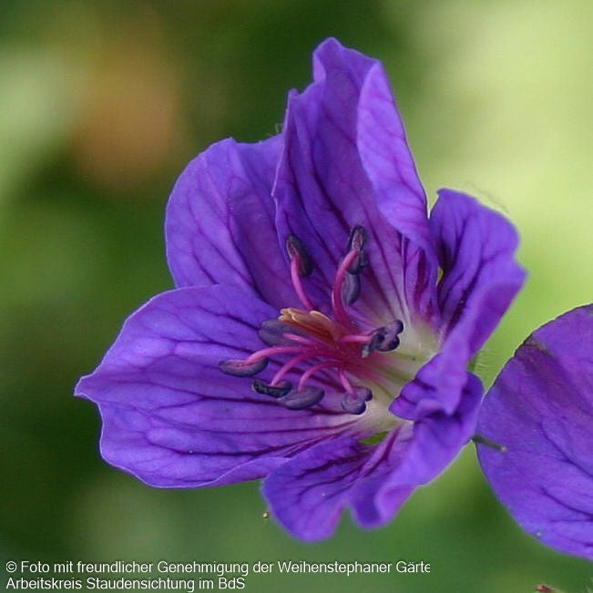 Wlassovs Storchschnabel (Geranium wlassovianum)