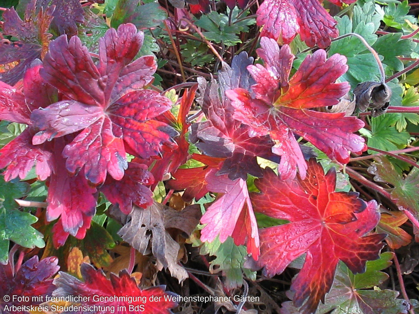 Wlassovs Storchschnabel (Geranium wlassovianum)