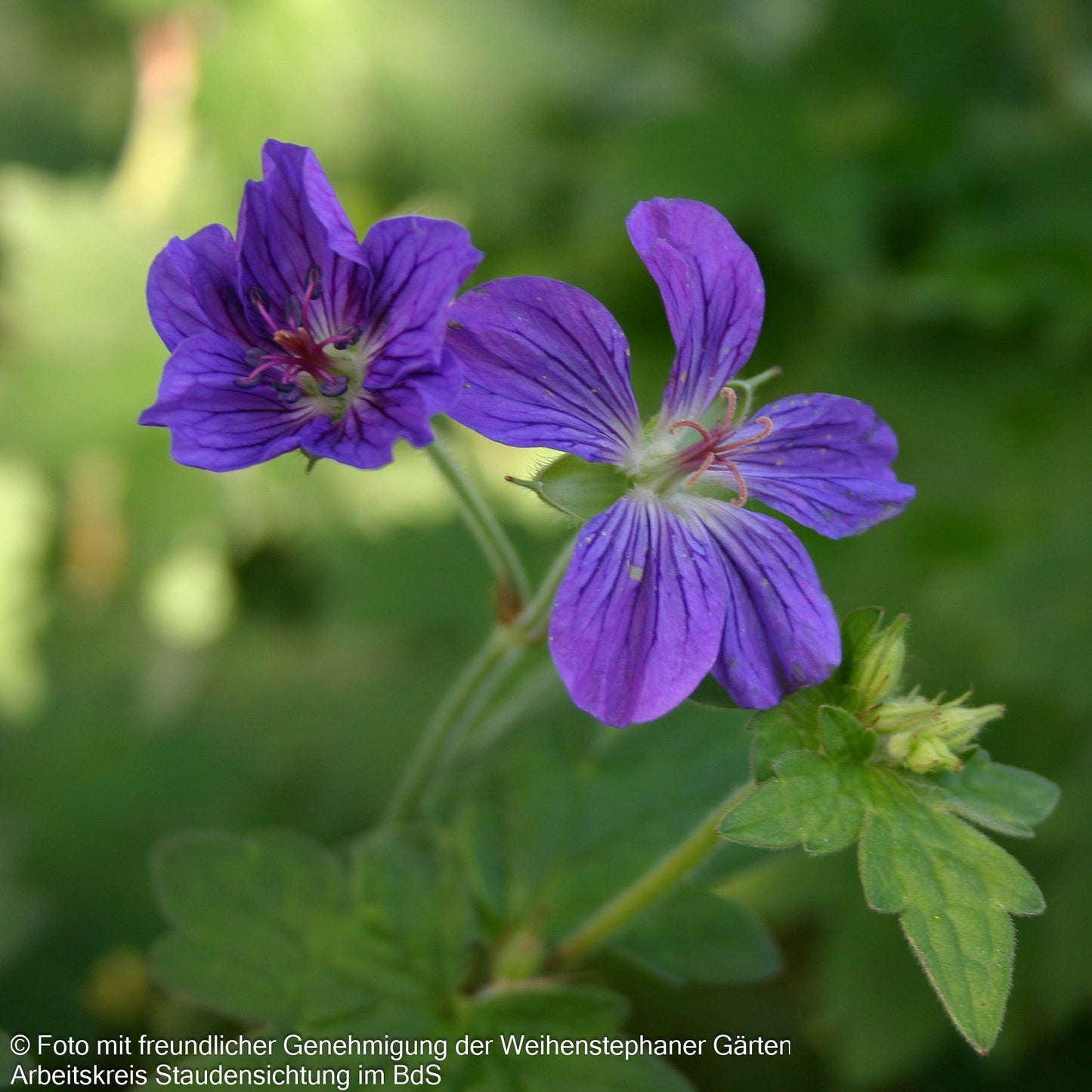 Wlassovs Storchschnabel (Geranium wlassovianum)