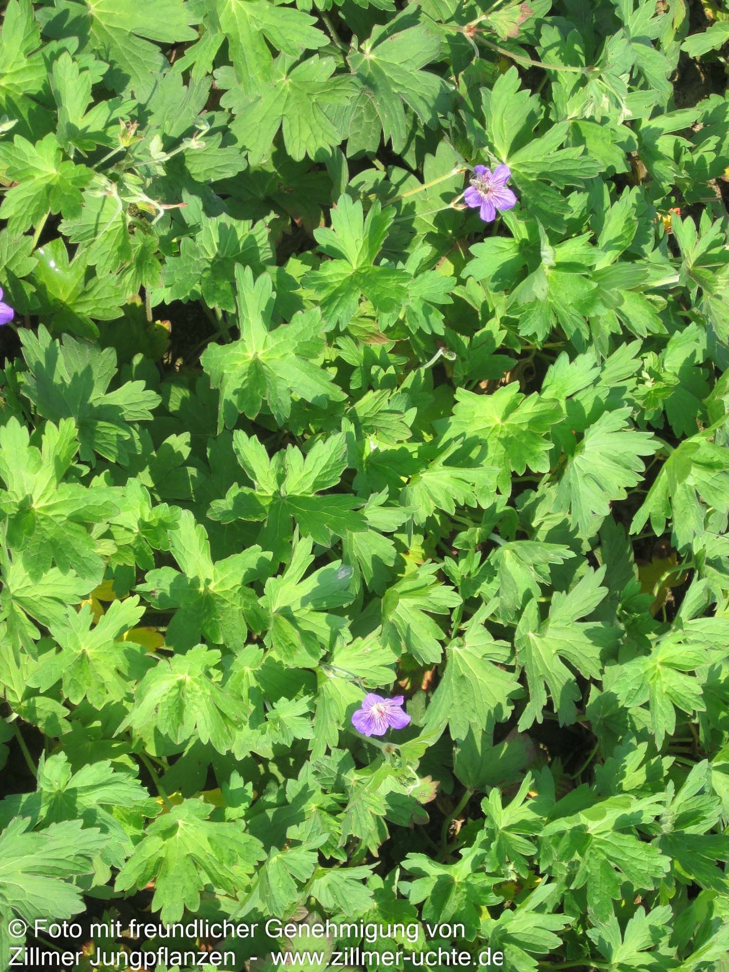 Wlassovs Storchschnabel 'Typ Crug Farm' (Geranium wlassovianum)