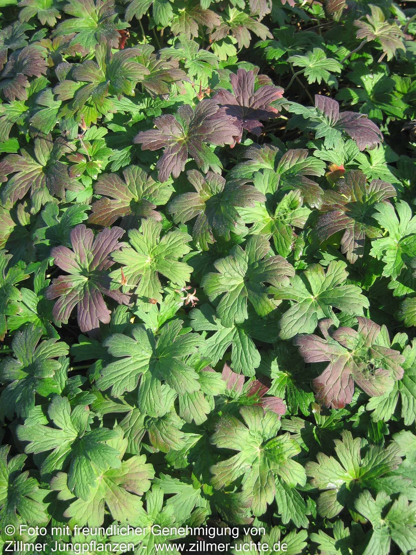 Wlassovs Storchschnabel 'Typ Crug Farm' (Geranium wlassovianum)