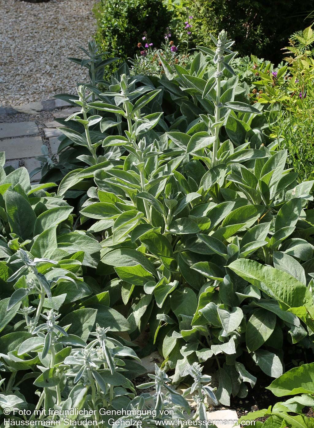 Woll-Ziest (Stachys byzantina)
