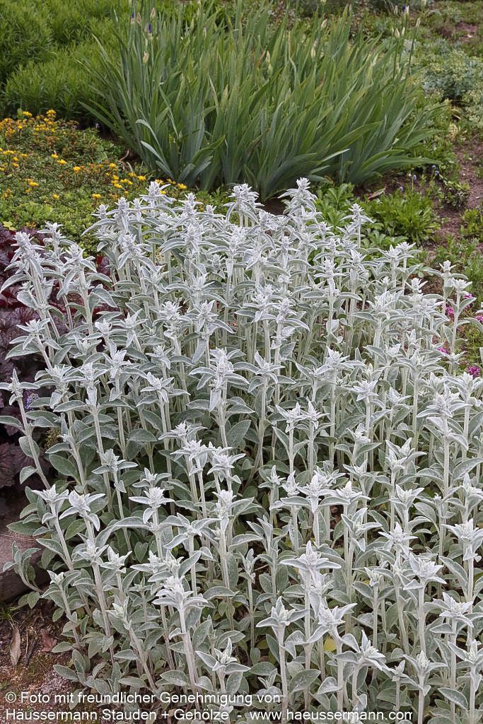 Woll-Ziest (Stachys byzantina)