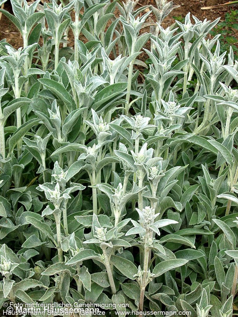 Woll-Ziest (Stachys byzantina)