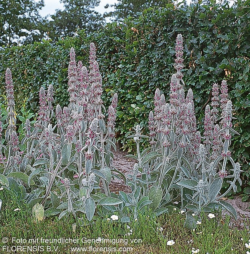 Woll-Ziest (Stachys byzantina)