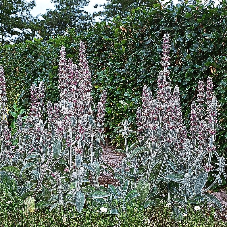 Woll-Ziest (Stachys byzantina)