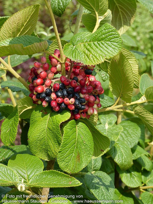 Wolliger Schneeball (Viburnum lantana)