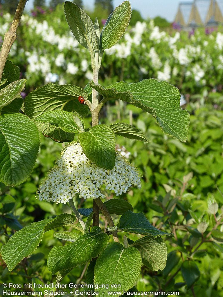 Wolliger Schneeball (Viburnum lantana)