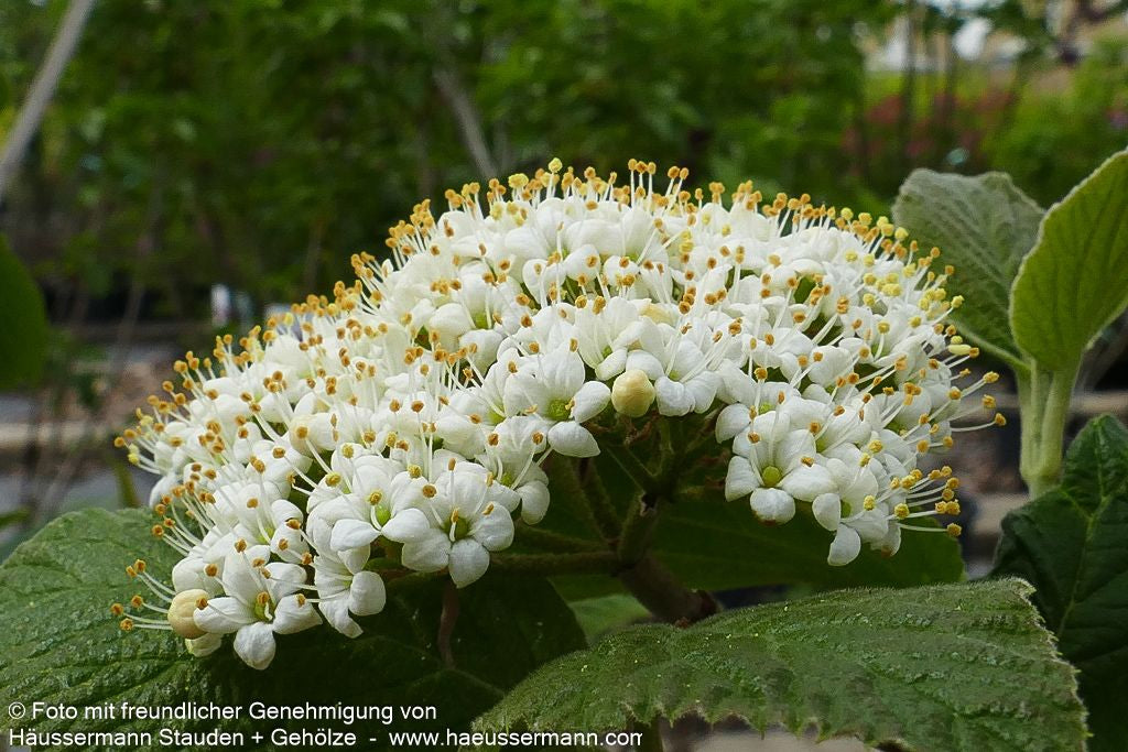 Wolliger Schneeball (Viburnum lantana)