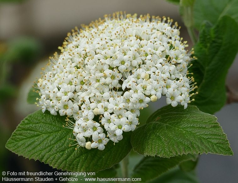 Wolliger Schneeball (Viburnum lantana)