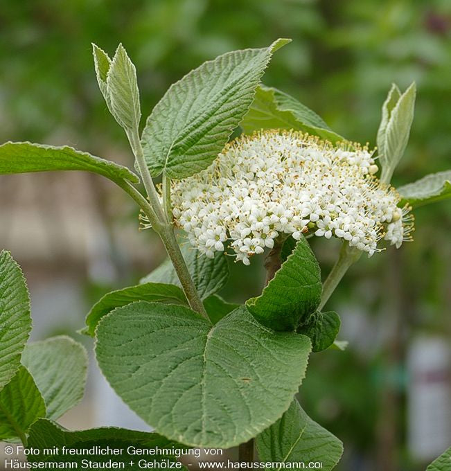 Wolliger Schneeball (Viburnum lantana)
