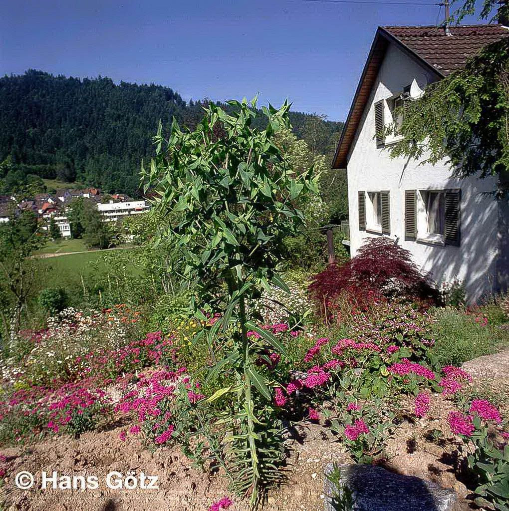Wühlmaus-Wolfsmilch (Euphorbia lathyris)