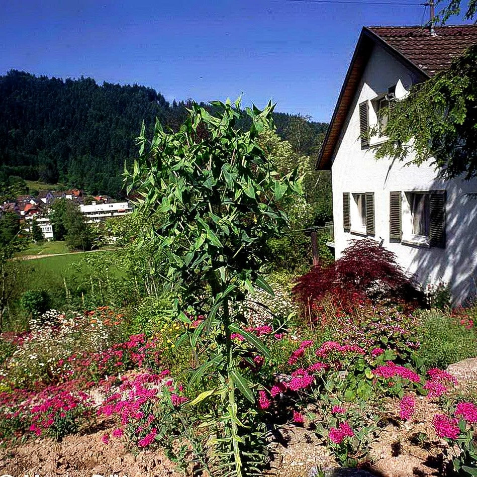 Wühlmaus-Wolfsmilch (Euphorbia lathyris)