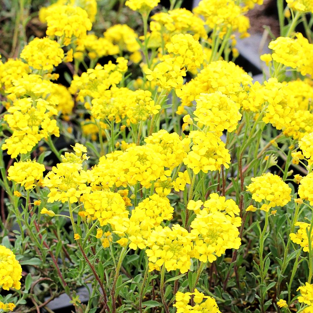 Wulfens Steinkraut (Alyssum wulfenianum)