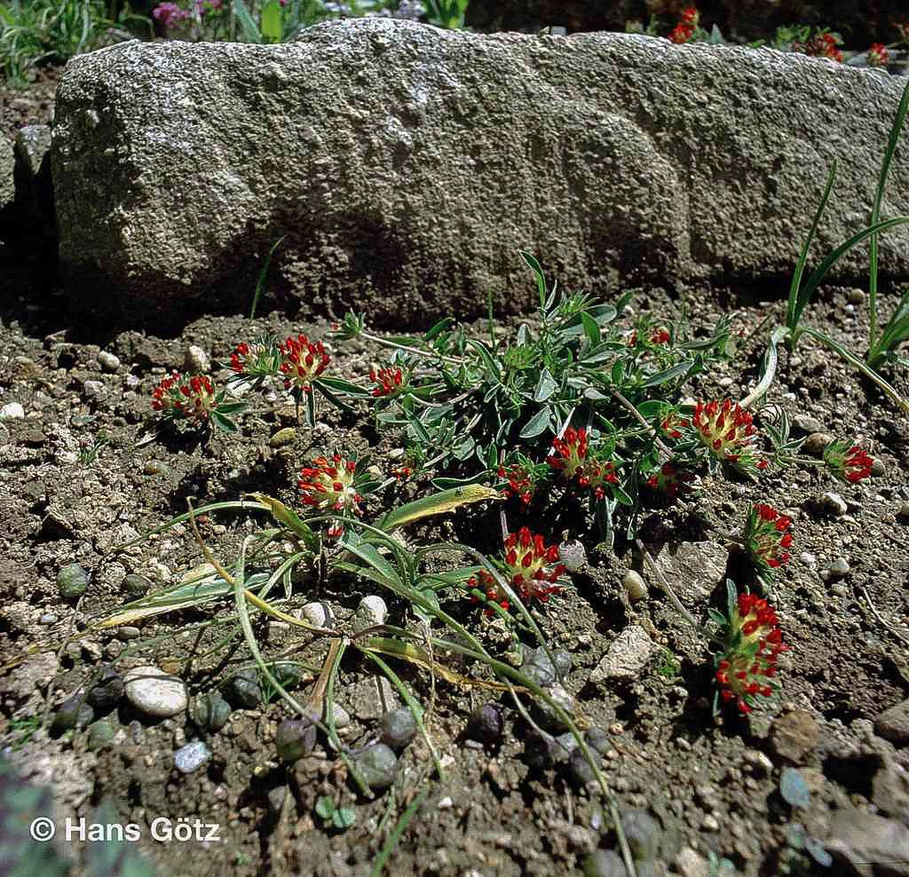 Wundklee (Anthyllis vulneraria var. coccinea)