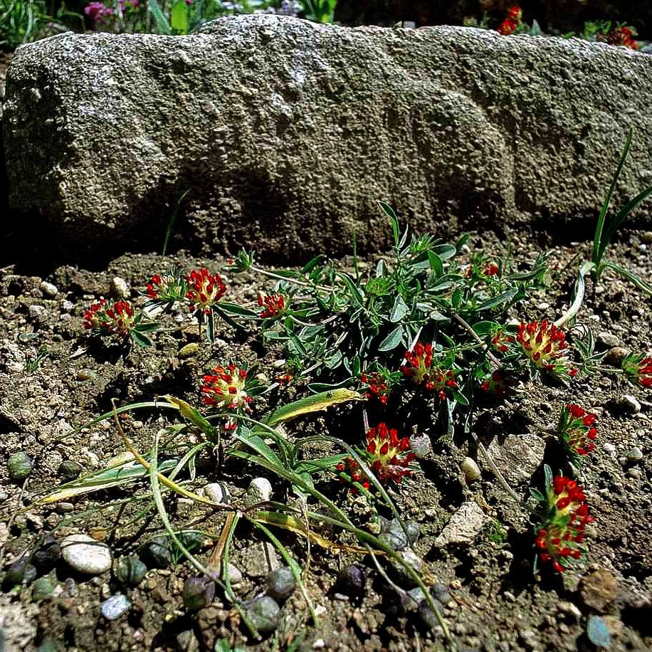 Wundklee (Anthyllis vulneraria var. coccinea)
