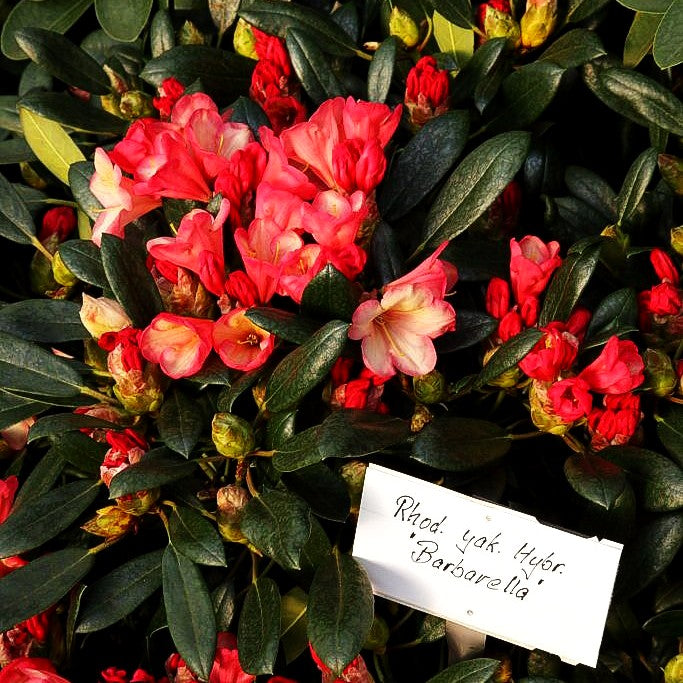 Yakushima-Rhododendron 'Barbarella' (Rhododendron yak. III)