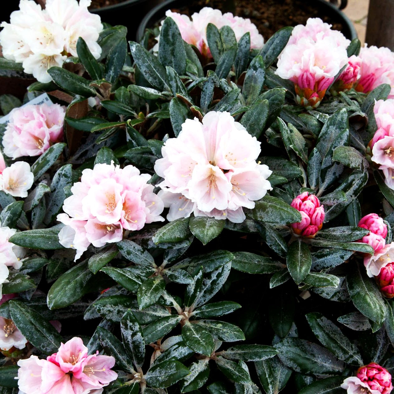 Yakushima-Rhododendron 'Best Dane' (Rhododendron yak. II)
