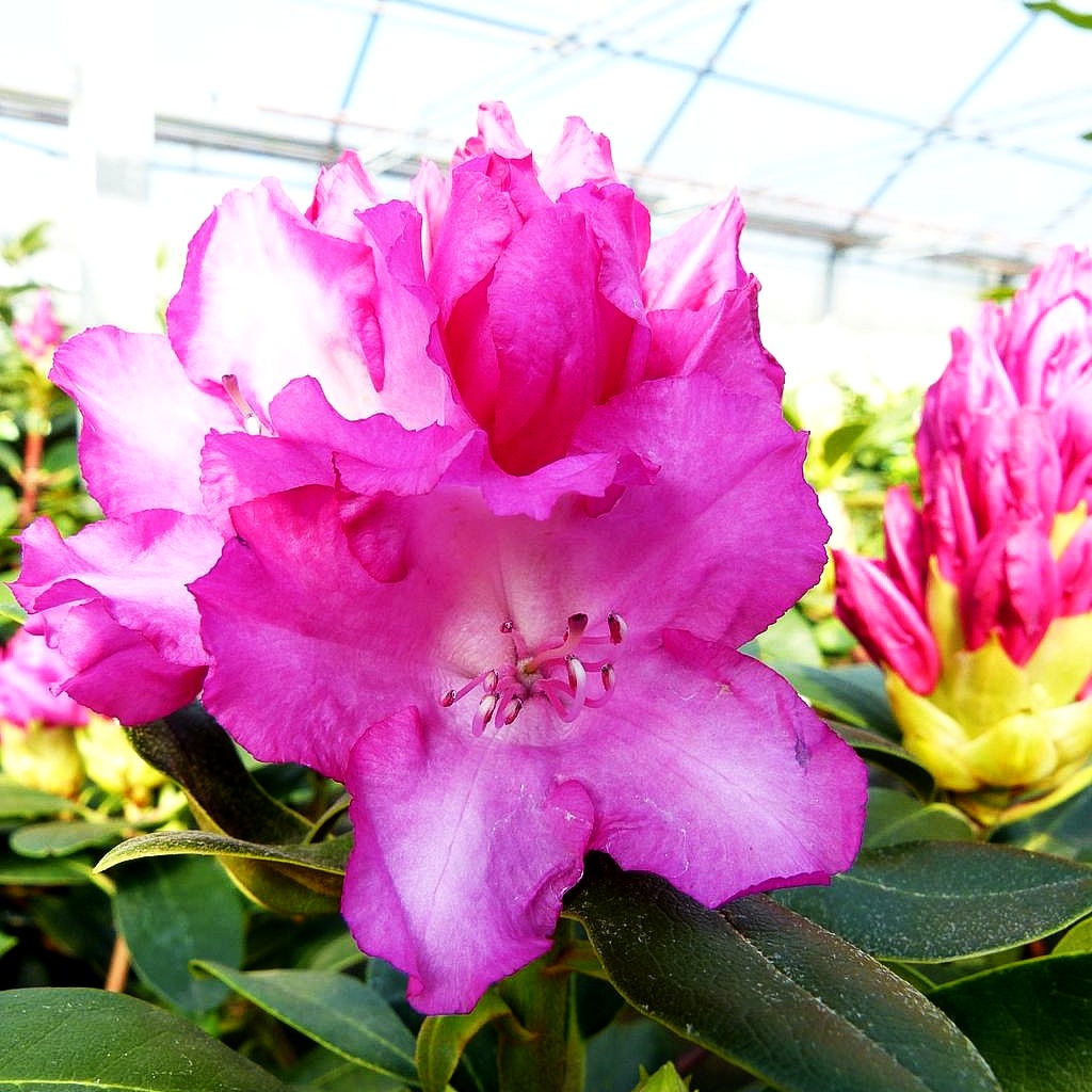 Yakushima-Rhododendron 'Blurettia' (Rhododendron yak. I)
