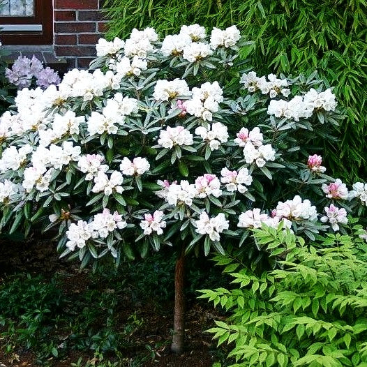 Yakushima-Rhododendron 'Edelweiß' (Rhododendron yak. II)