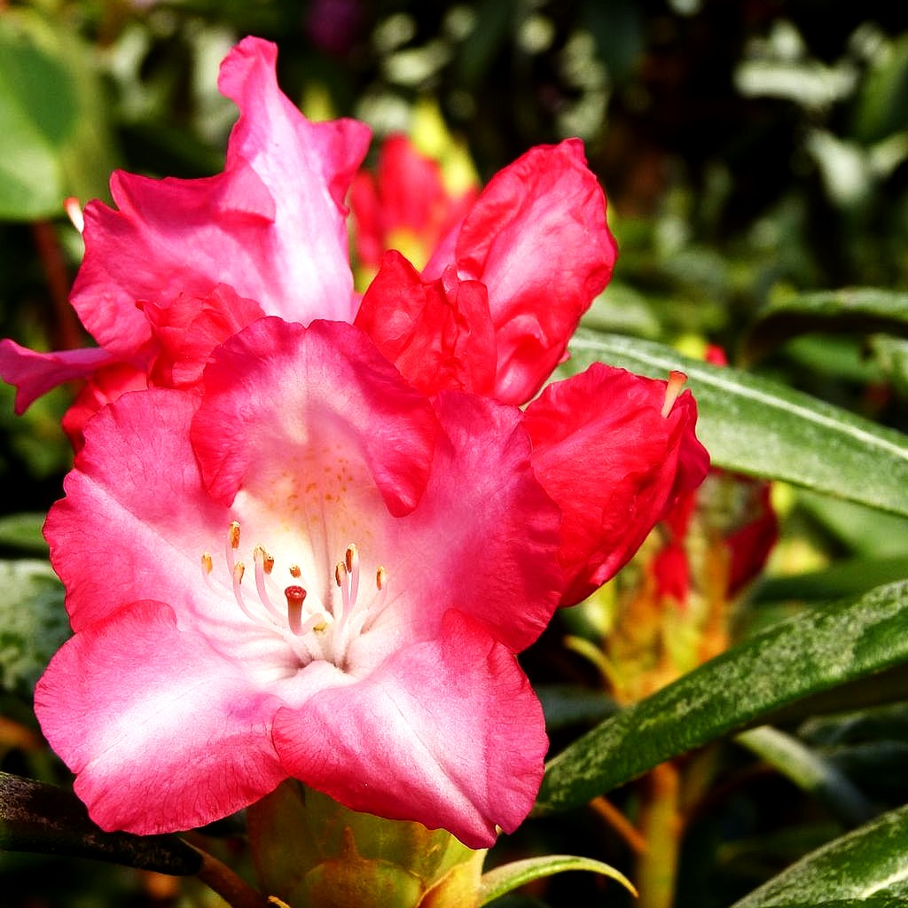 Yakushima-Rhododendron 'Emanuela' (Rhododendron yak. I)