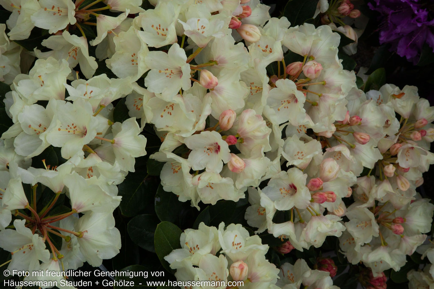 Yakushima-Rhododendron 'Flava' (Rhododendron yak. I)