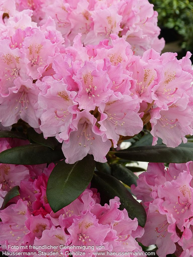 Yakushima-Rhododendron 'Kalinka' (Rhododendron yak. I)
