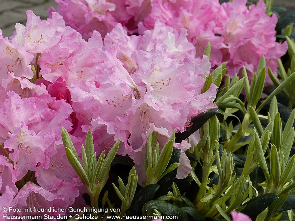 Yakushima-Rhododendron 'Kalinka' (Rhododendron yak. I)