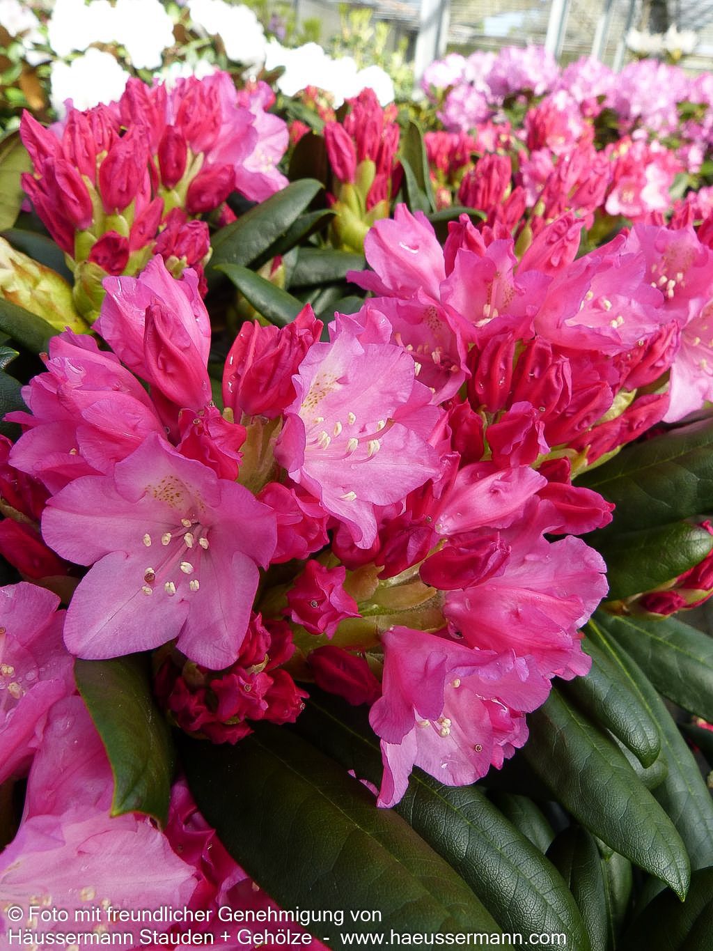 Yakushima-Rhododendron 'Kalinka' (Rhododendron yak. I)