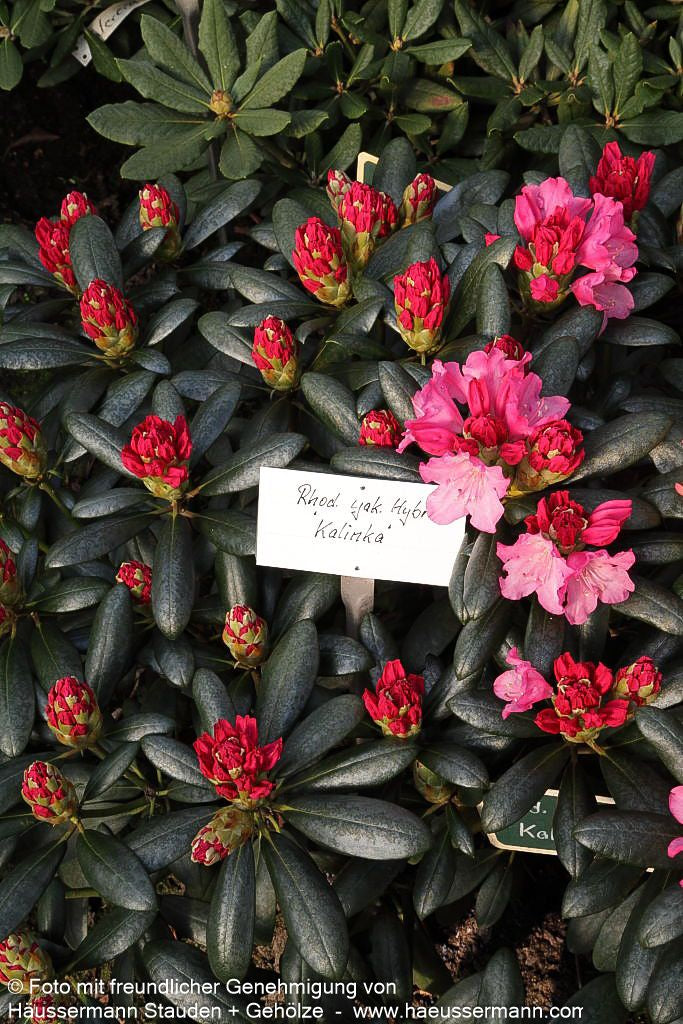 Yakushima-Rhododendron 'Kalinka' (Rhododendron yak. I)
