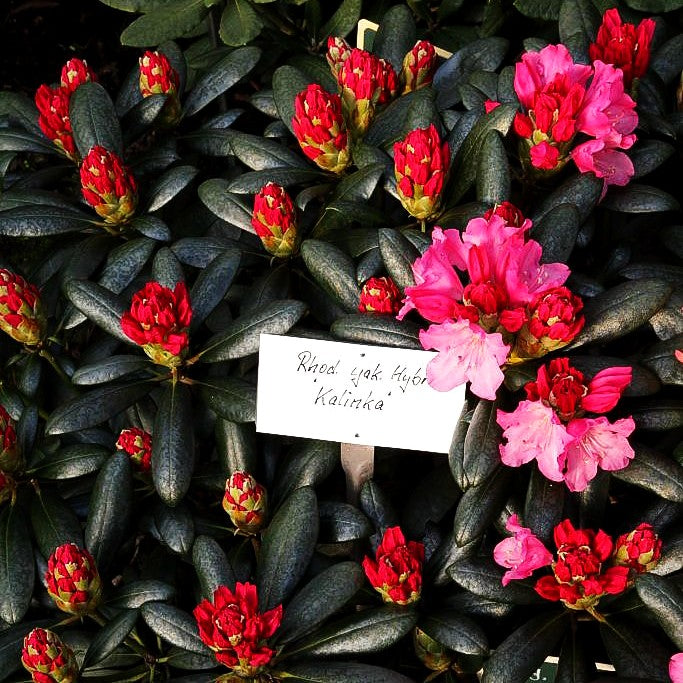 Yakushima-Rhododendron 'Kalinka' (Rhododendron yak. I)