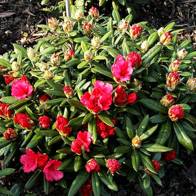 Yakushima-Rhododendron 'Karminkissen' (Rhododendron yak. II)