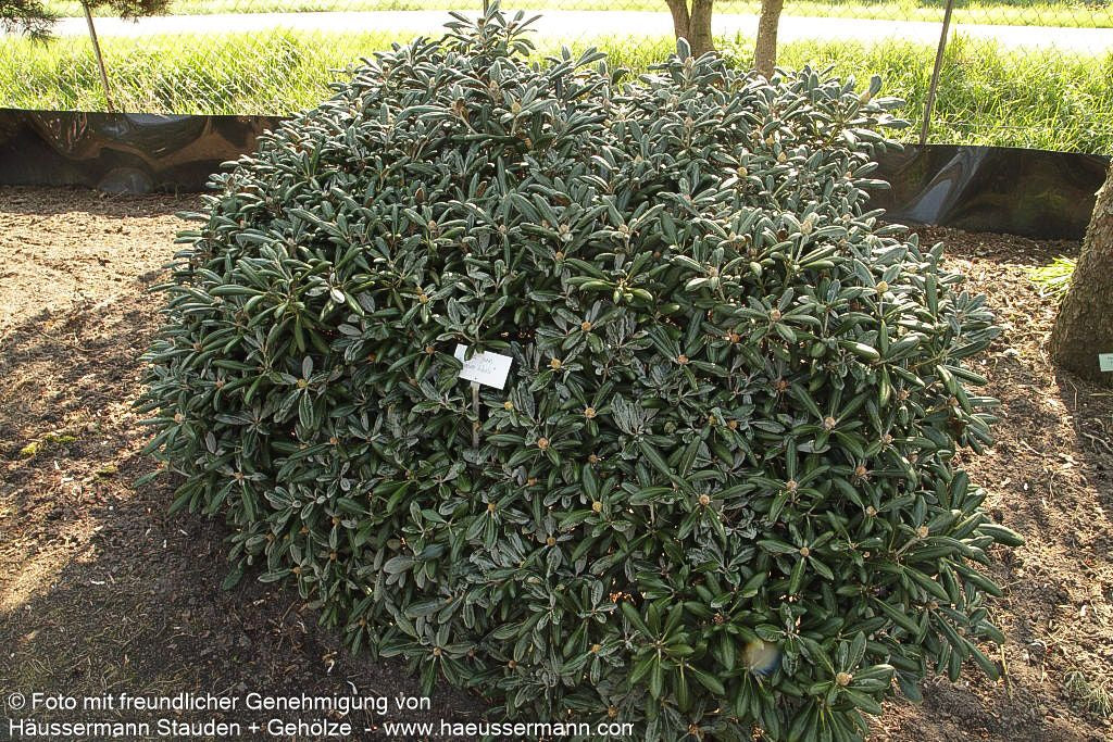 Yakushima-Rhododendron 'Koichiro Wada' (Rhododendron yak. II)