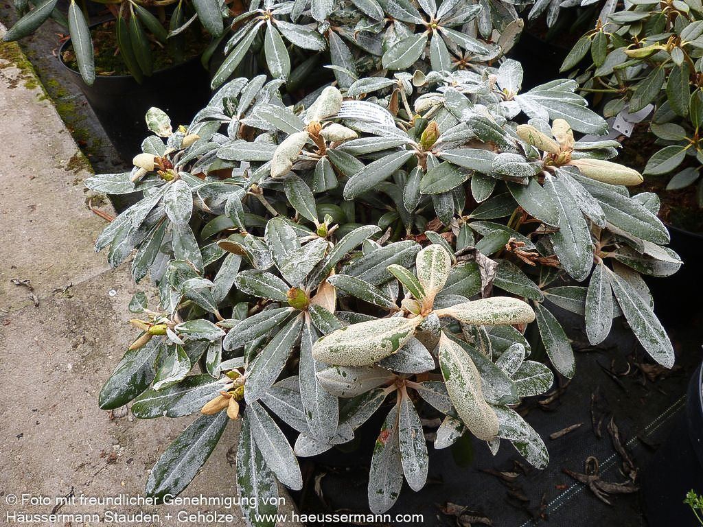 Yakushima-Rhododendron 'Koichiro Wada' (Rhododendron yak. II)